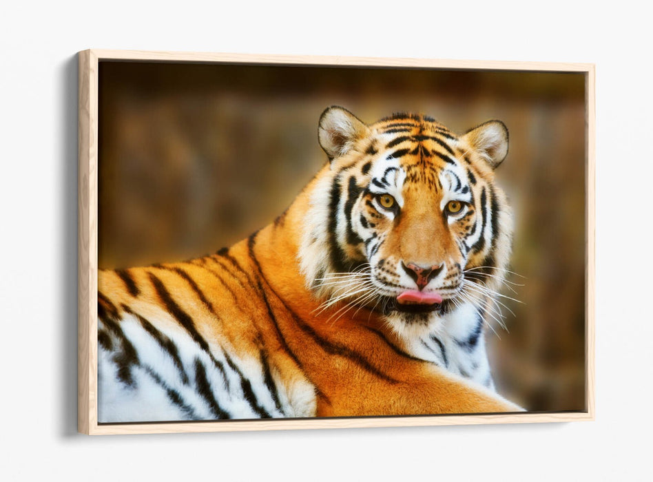 Funny Tiger Canvas Art - Tongue Out Tiger Print | Premium Float Effect Canvas Wall Art