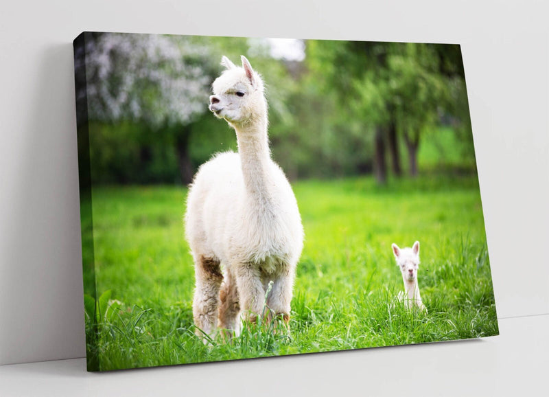 Llamas Wall Art - Cute Baby & Mother Llama Canvas Print | Handmade UK Decor