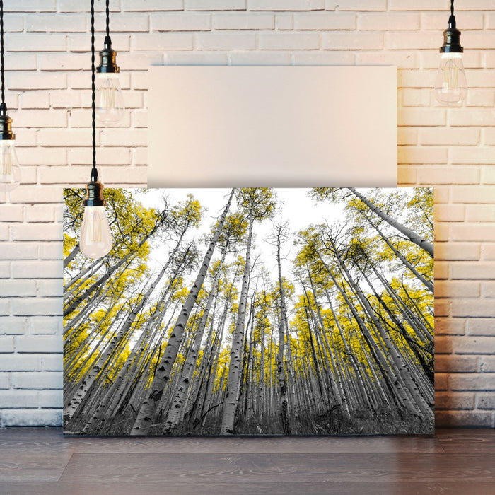 Canvas Wall Art - Aspen Trees With Yellow Leaves | Black White Tree Print 30mm Deep Frame