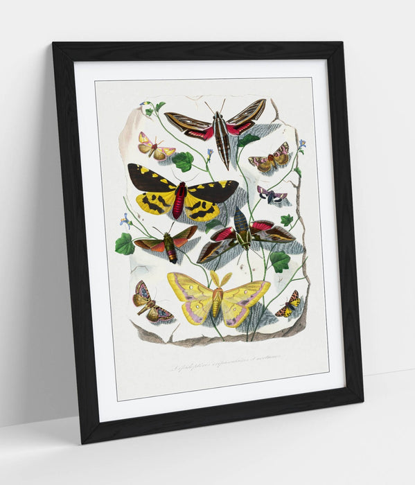 Framed Wall Art - Paul Gervais Butterflies Moths Print | UK Handmade Nature Decor