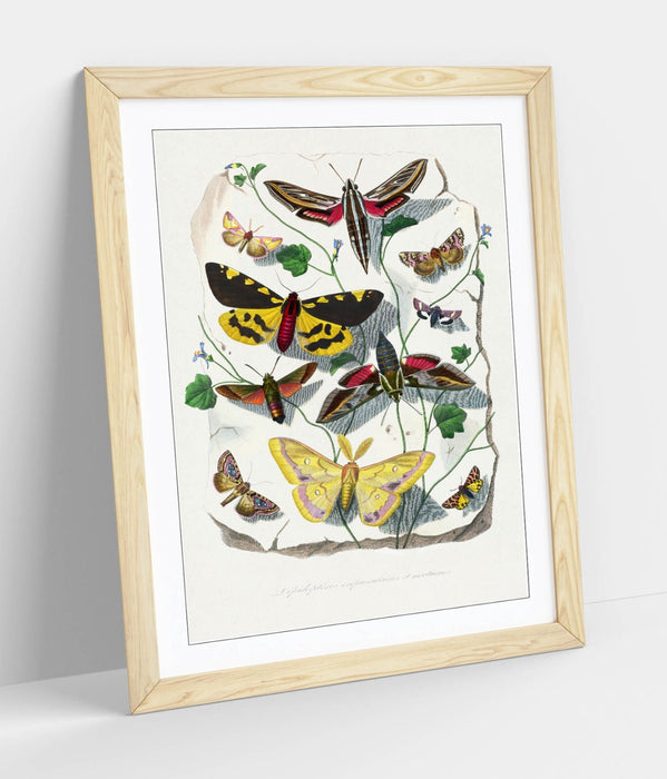 Framed Wall Art - Paul Gervais Butterflies Moths Print | UK Handmade Nature Decor