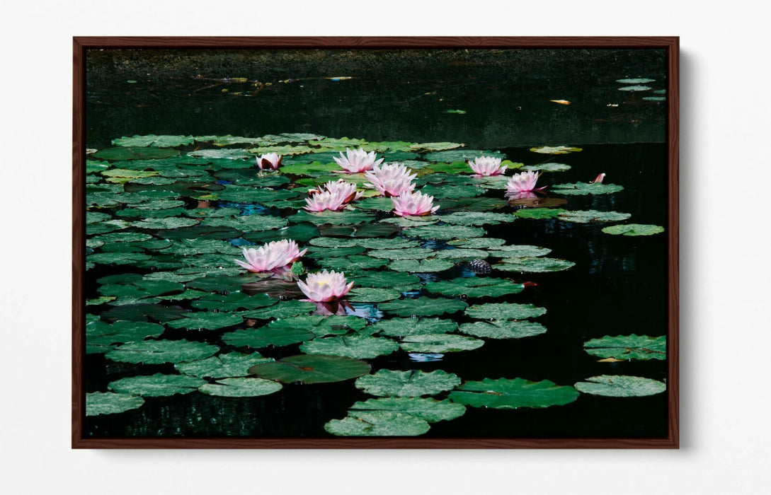 WATERLILIES FLORAL BOTANICAL PHOTOGRAPHY -FLOAT EFFECT CANVAS WALL ART PIC PRINT