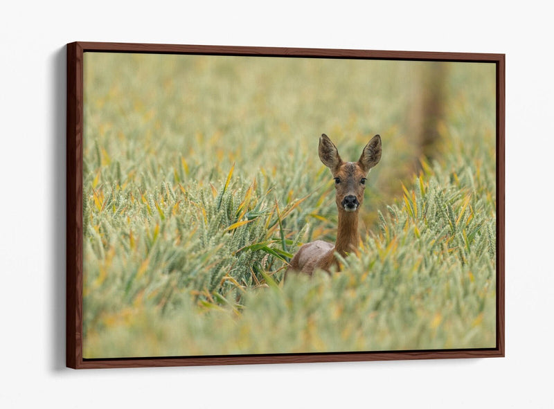 Deer Canvas Wall Art - Wildlife Canvas Print With Float Effect Frame