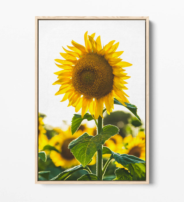 SUNFLOWER -FLOAT EFFECT CANVAS WALL ART PIC PRINT- WHITE GREEN