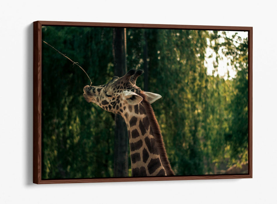 GIRAFFE GRAZING LEAF -FLOAT EFFECT CANVAS WALL ART PIC PRINT- ANIMAL PHOTOGRAPH
