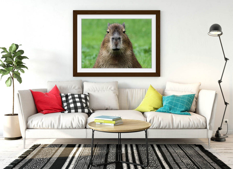 Funny Capybara Art - Framed Wall Art With Woodgrain Frame | Bedroom Decor Poster