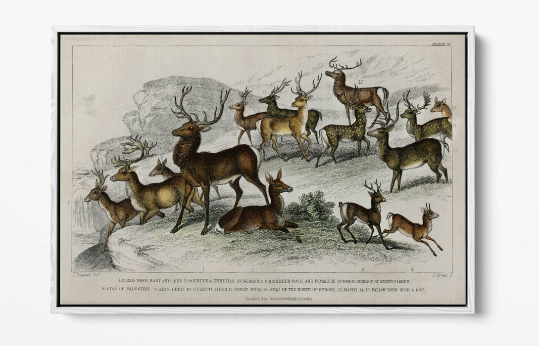 Canvas Wall Art – Handmade UK Deer Print with Float Effect & Premium Frame