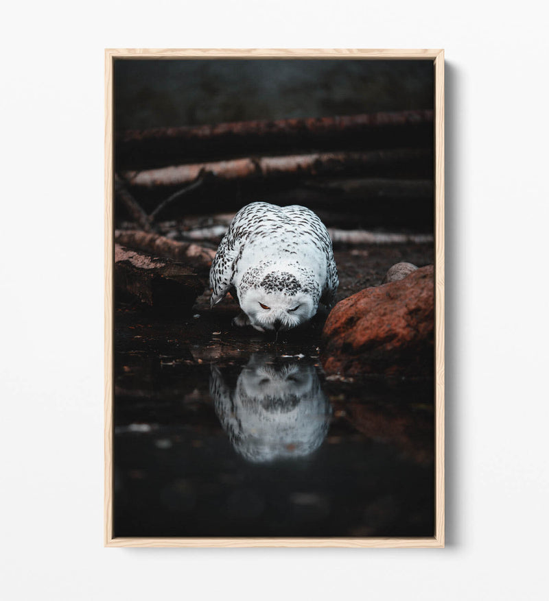 Snowy Owl Canvas Art - Float Effect Canvas Wall Art With Premium Varnish Finish