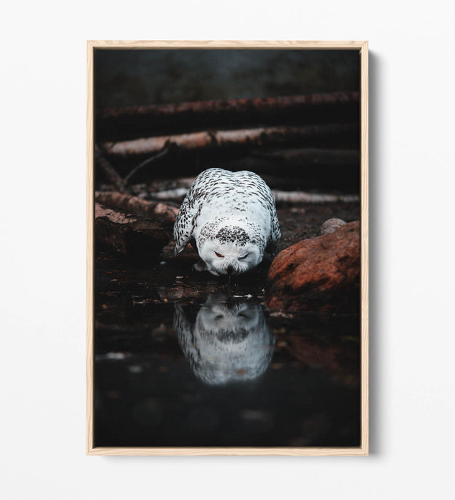 Snowy Owl Canvas Art - Float Effect Canvas Wall Art With Premium Varnish Finish