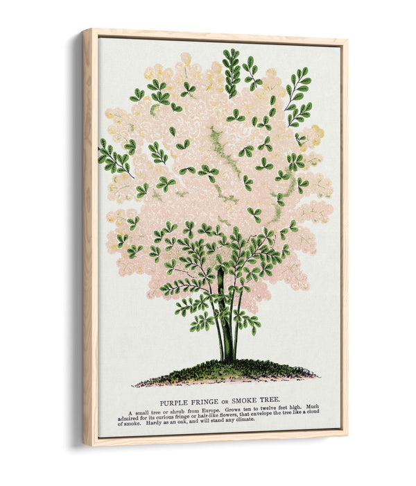 Float Effect Canvas Art – Purple Fringe Tree Lithograph Print on Custom Deep Frame