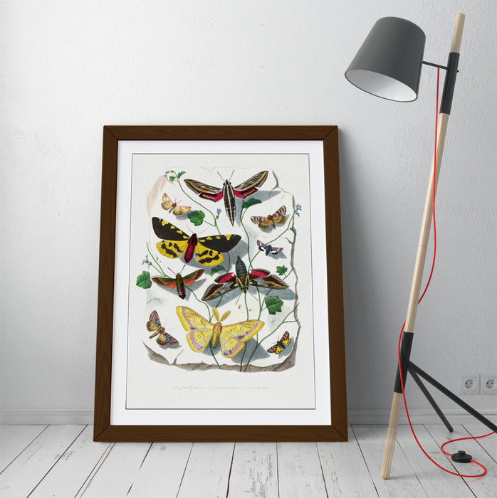 Framed Wall Art - Paul Gervais Butterflies Moths Print | UK Handmade Nature Decor