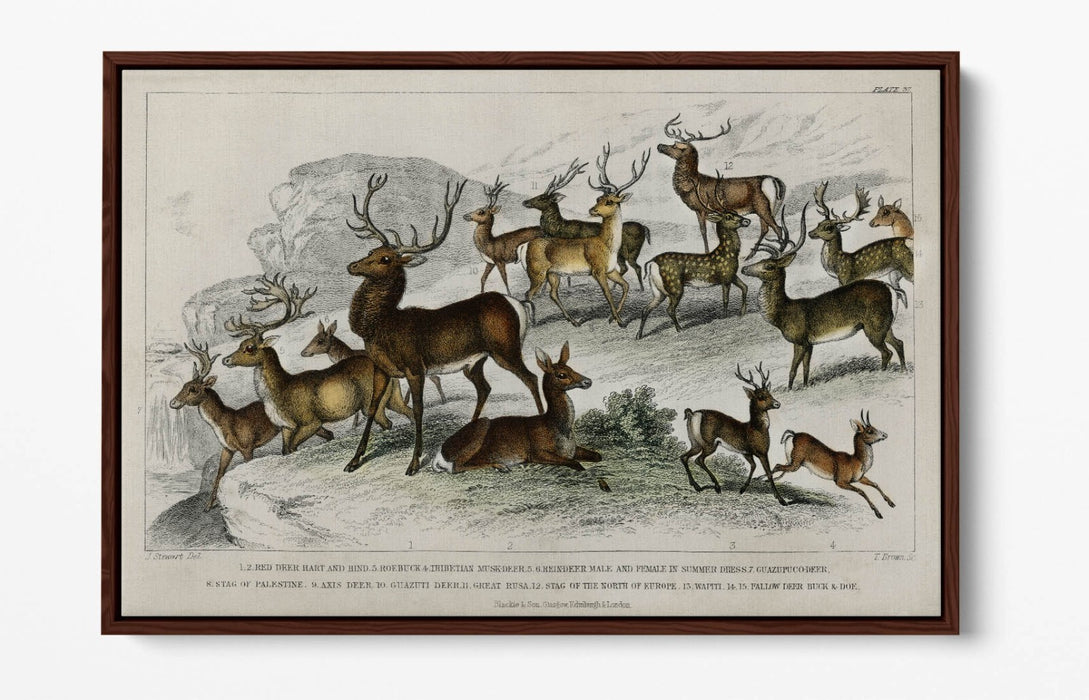 Canvas Wall Art – Handmade UK Deer Print with Float Effect & Premium Frame