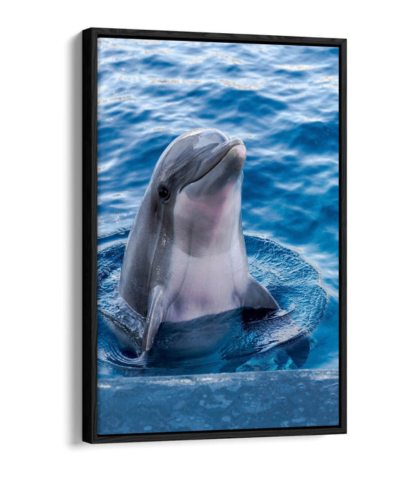 Dolphin Canvas Art – Cute Dolphin Artwork on Floating Frame Canvas, Ready to Hang