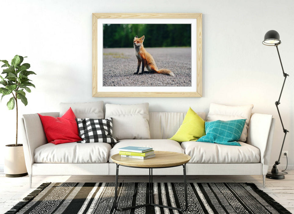 CUTE BABY FOX, WILDLIFE PHOTOGRAPHY -ART FRAMED POSTER PICTURE PRINT ARTWORK