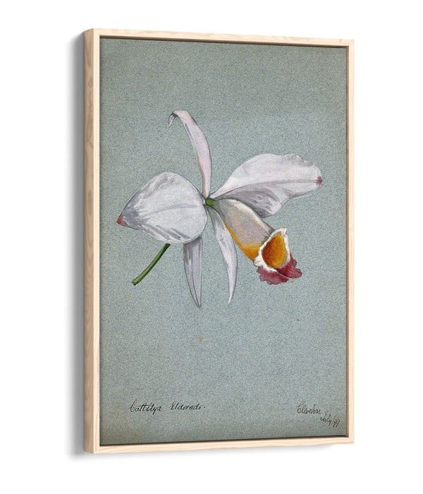 AN ORCHID WATERCOLOUR ILLUSTRATION HOME DECOR FLOAT EFFECT CANVAS WALL ART PRINT