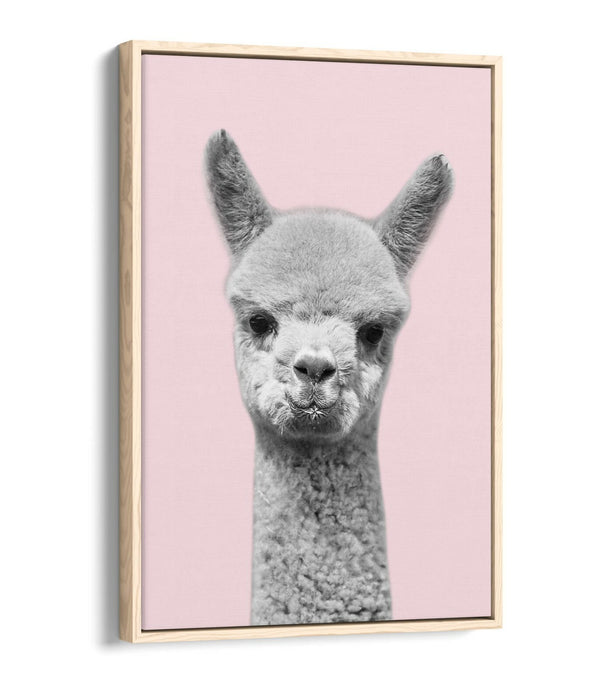 ALPACA BLACK WHITE BABY PINK FLOAT EFFECT CANVAS WALL ART PIC PRINT