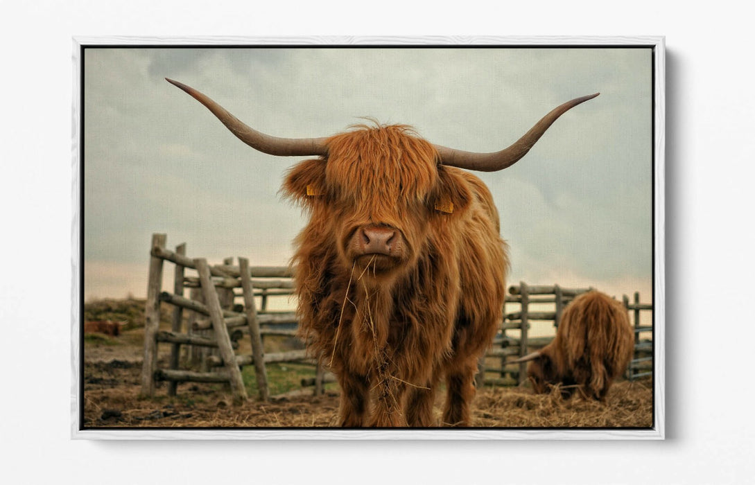 HIGHLAND COW RUSTIC FARM PHOTO -FLOAT EFFECT CANVAS WALL ART PIC PRINT- ANIMAL