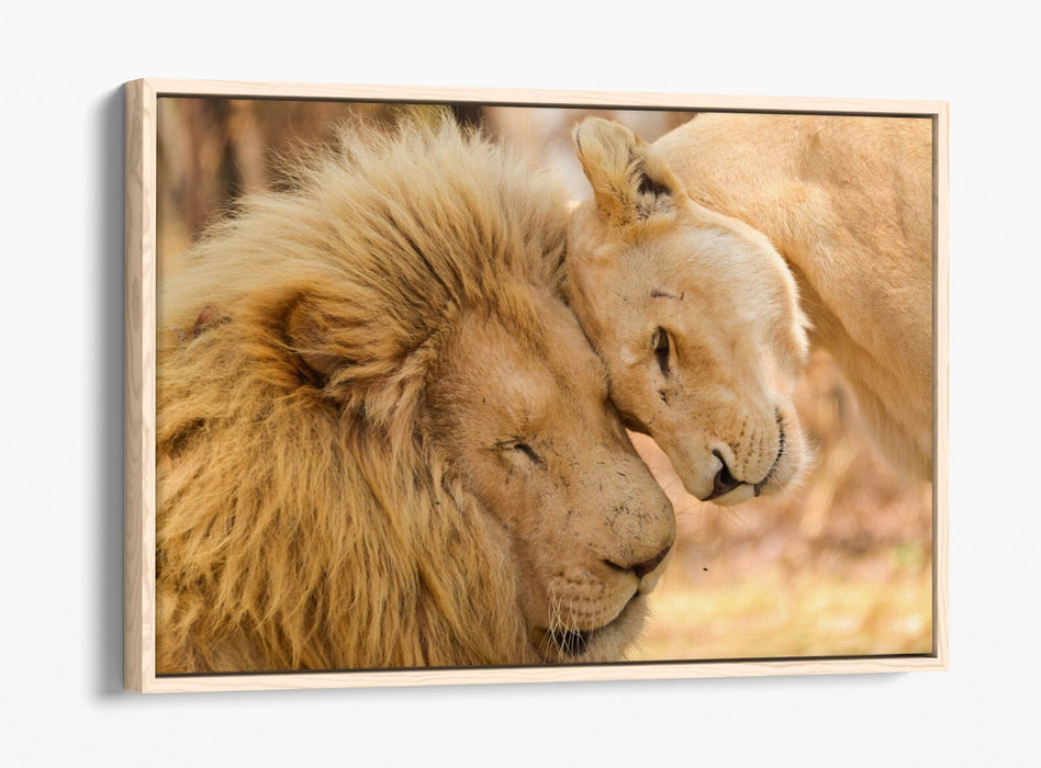 Canvas Wall Art - Lions In Love Float Effect Handmade Bedroom Decor Print