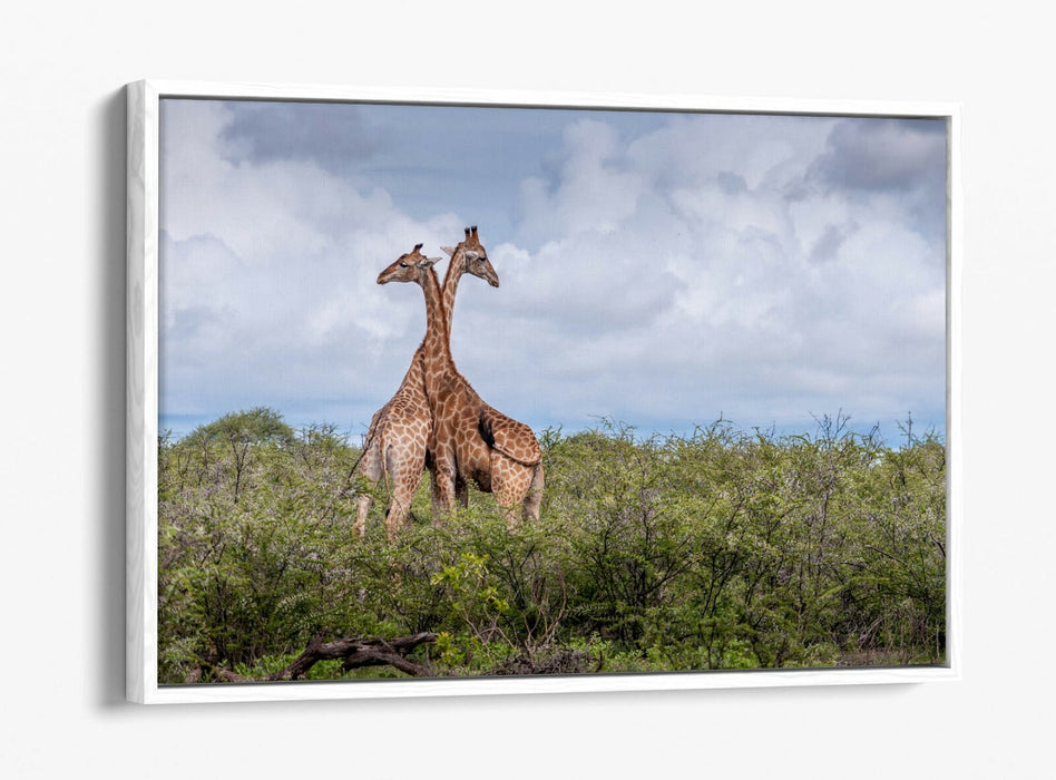GIRAFFES IN LOVE -FLOAT EFFECT CANVAS WALL ART PIC PRINT- ANIMAL PHOTOGRAPH