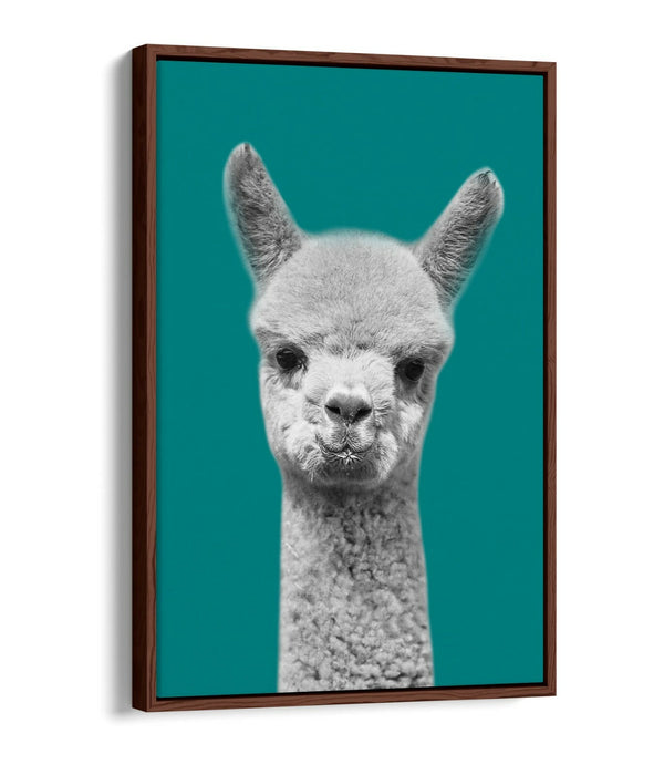 ALPACA BLACK WHITE TEAL FLOAT EFFECT CANVAS WALL ART PIC PRINT