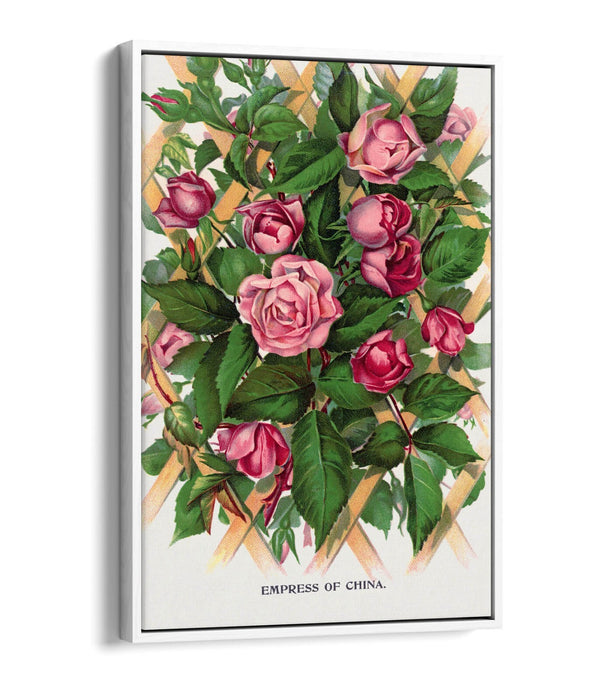 Canvas Wall Art Print - Empress Of China Rose Lithograph With Float Effect Frame