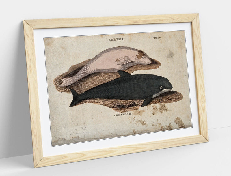 Beluga Whale Wall Art – Framed Art Print With Porpoise Home Decor Poster