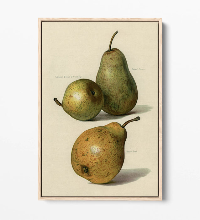 Canvas Wall Art Print - Vintage Illustration Pears | Float Effect, Ready To Hang