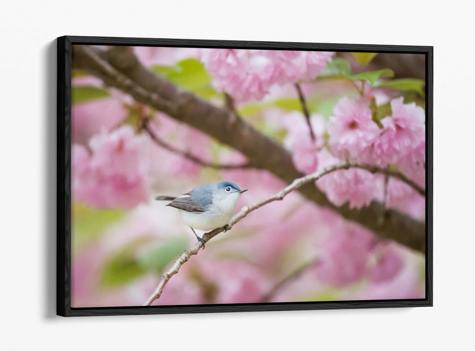 BIRD & CHERRY BLOSSOM PHOTOGRAPHY -FLOAT EFFECT CANVAS WALL ART PICTURE PRINT