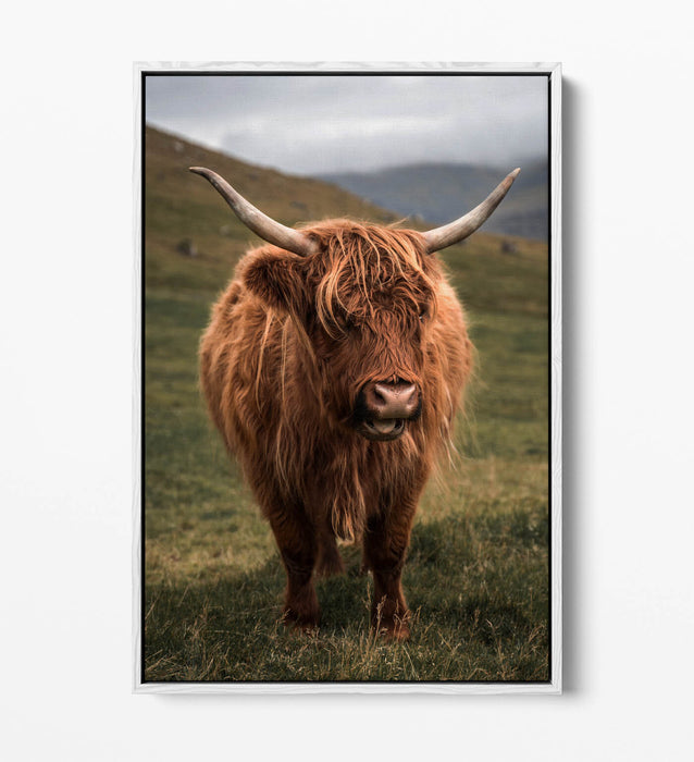 Canvas Wall Art - Highland Cow Print With Floating Canvas Frame | UK Made Home Decor