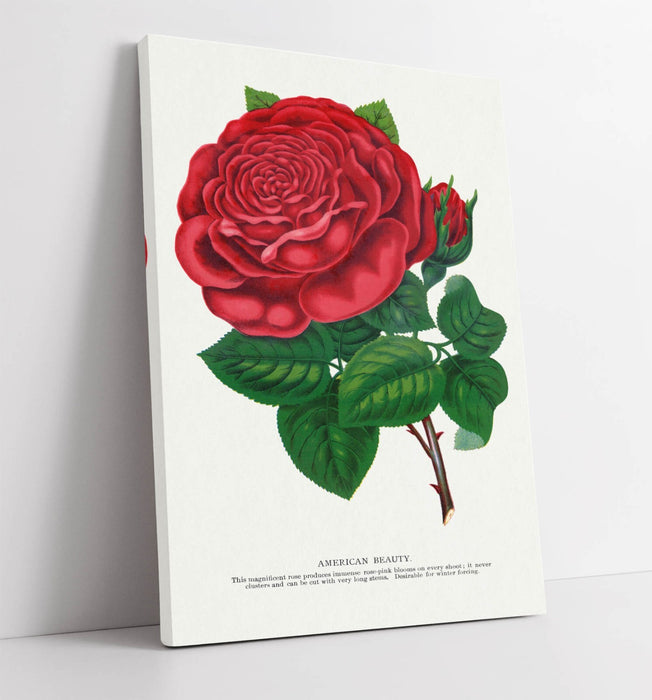 Red Rose Canvas Art – American Beauty Rose Floral Print on Archival Grade Canvas