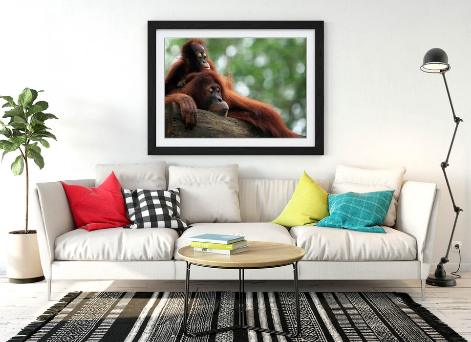 Orangutan Wall Art – Cute Mother and Baby Primate Framed Poster Print