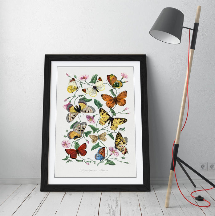 Framed Wall Art - Paul Gervais Butterflies And Moths Print With Woodgrain Frame