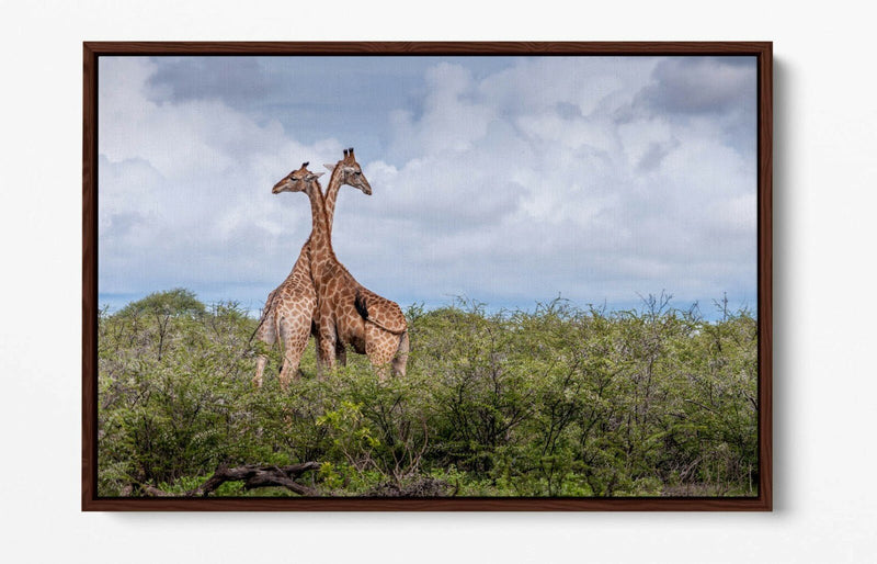 Canvas Wall Art - Giraffes In Love | Float Effect Animal Canvas Print, Ready To Hang