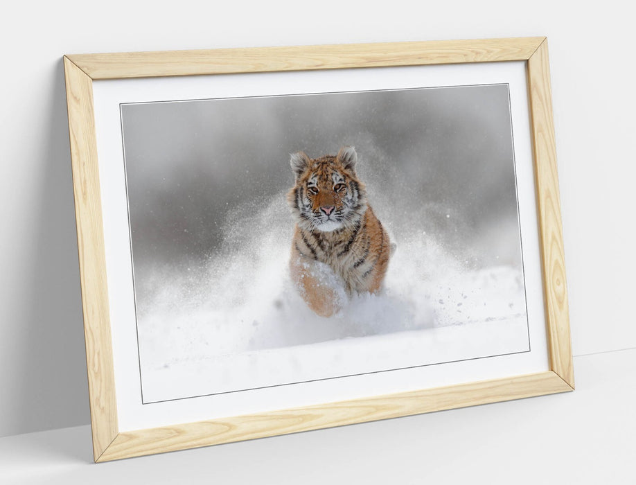 Tiger Running Wall Art – Large Framed Animal Poster with Natural Wood Frame
