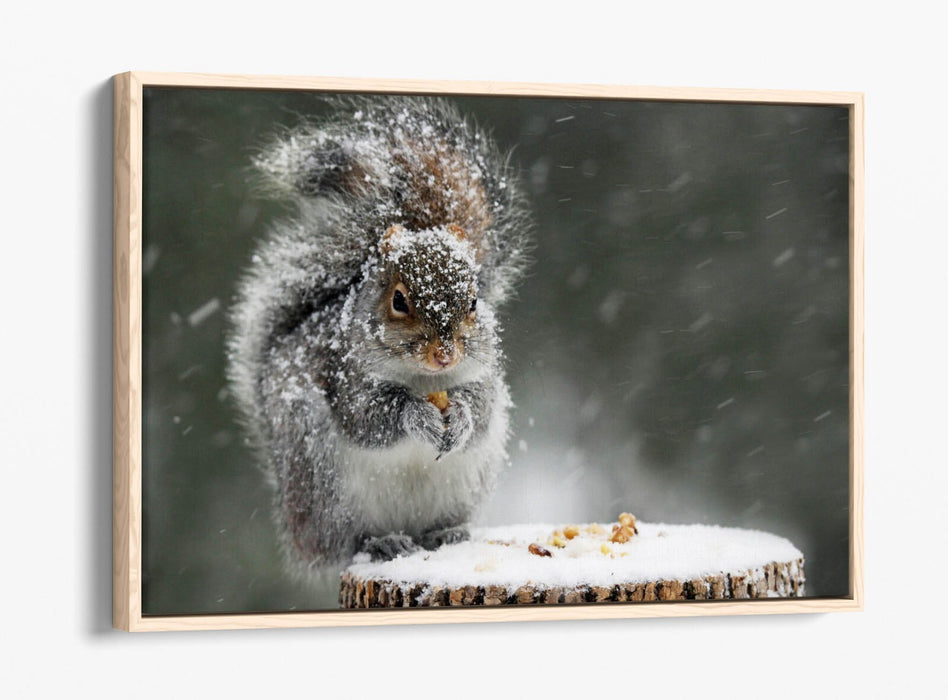 Squirrel Canvas Art - Cute Snowy Squirrel Print on Premium Float Frame