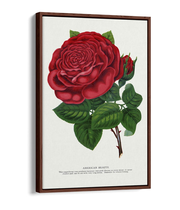 Red Rose Canvas Art – American Beauty Print on Float Effect Canvas Wall Art
