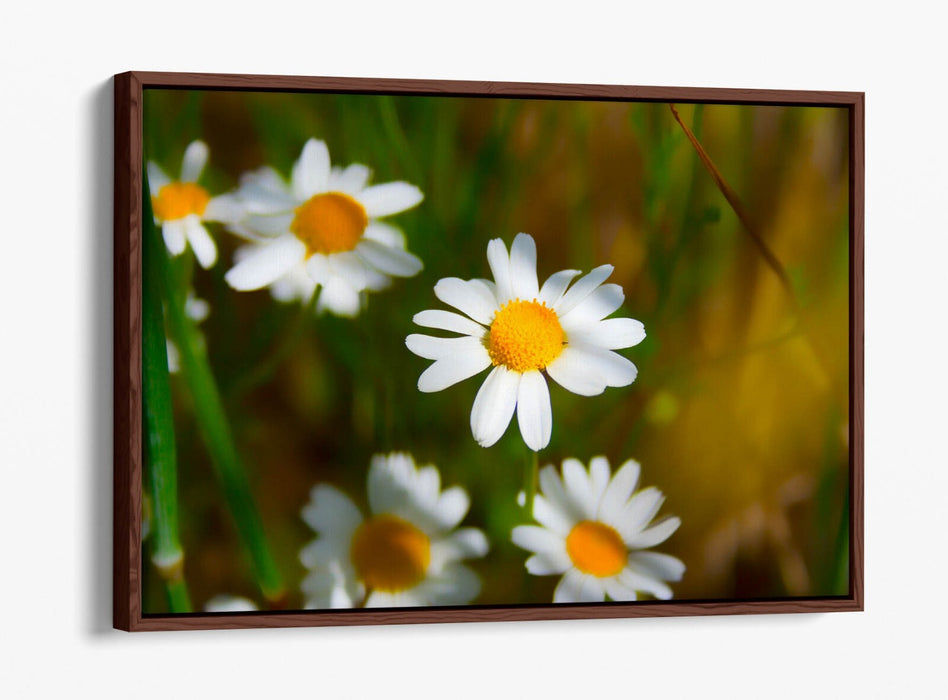Float Effect Canvas - Daisies Canvas Print with Premium Varnish Finish, UK Made