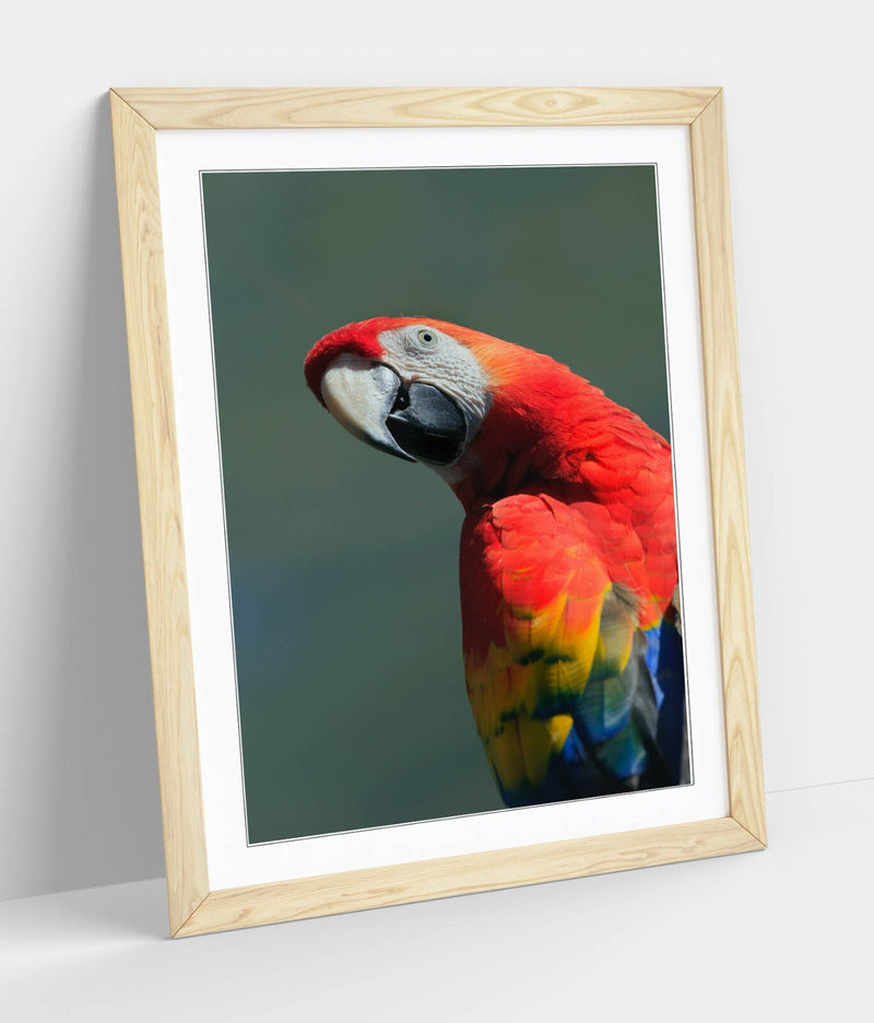 Parrot Wall Poster – Framed Wall Art Print | Colorful Bird Home Decor