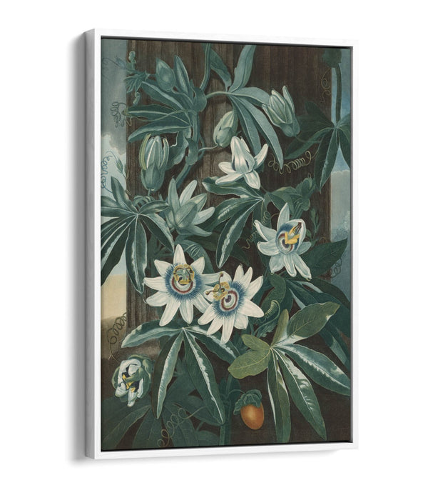 ROBERT JOHN THORNTON, BLUE PASSION FLOWER -FLOAT EFFECT CANVAS WALL ART PRINT