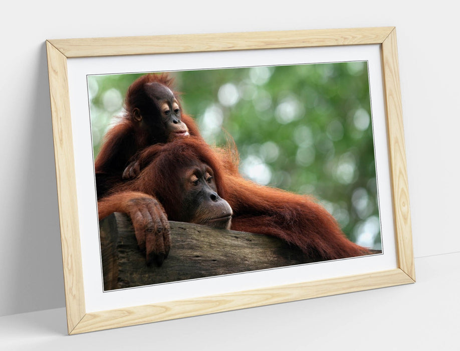 Orangutan Wall Art – Cute Mother and Baby Primate Framed Poster Print