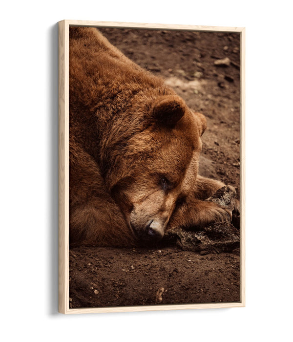 CLOSE-UP OF BROWN BEAR LAYING DOWN FLOAT EFFECT CANVAS WALL ART PRINT