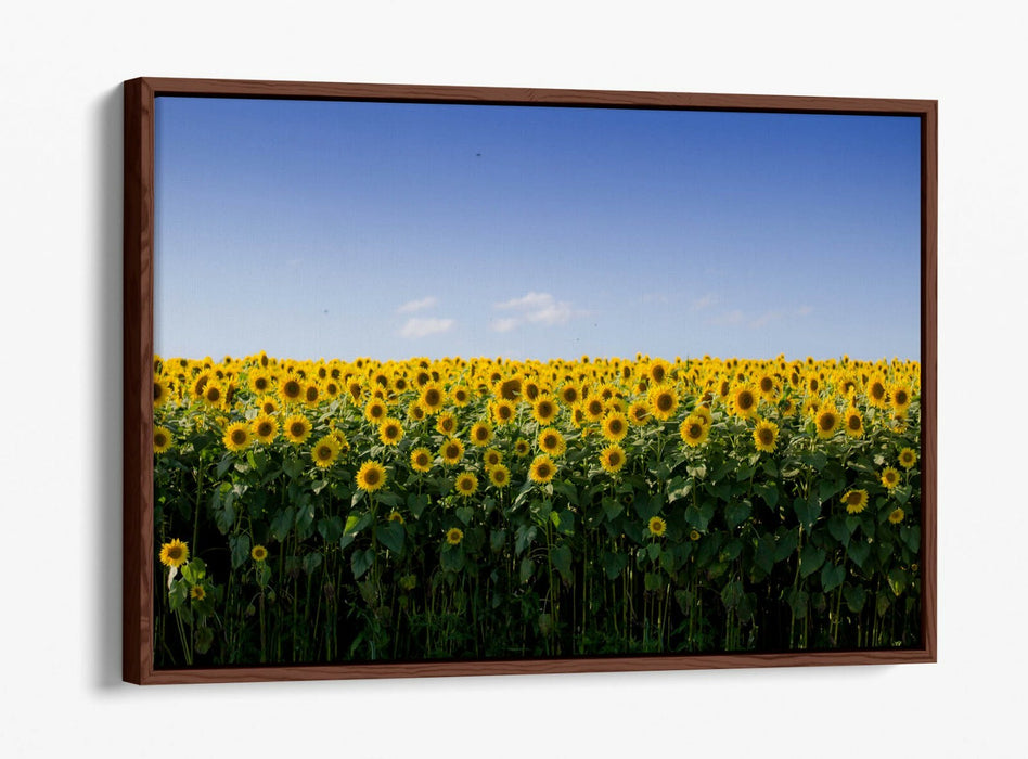 SUNFLOWER FIELD PHOTOGRAPHY -FLOAT EFFECT CANVAS WALL ART PIC PRINT