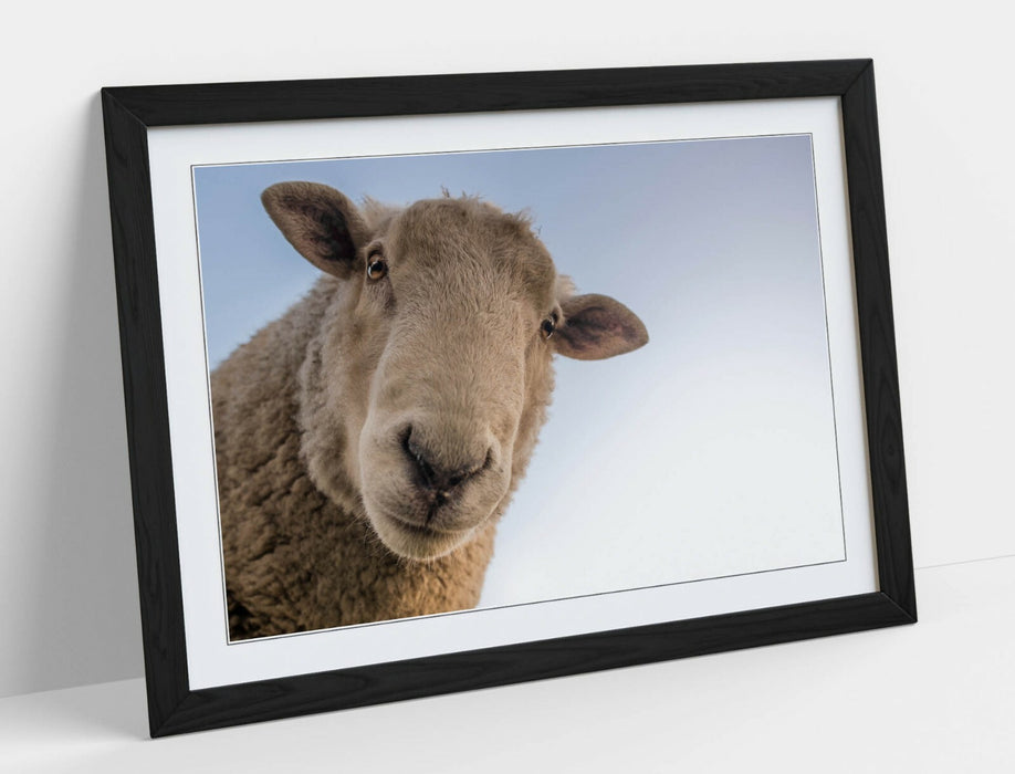 CURIOUS SHEEP -ART FRAMED POSTER PICTURE PRINT ARTWORK- BEIGE WHITE