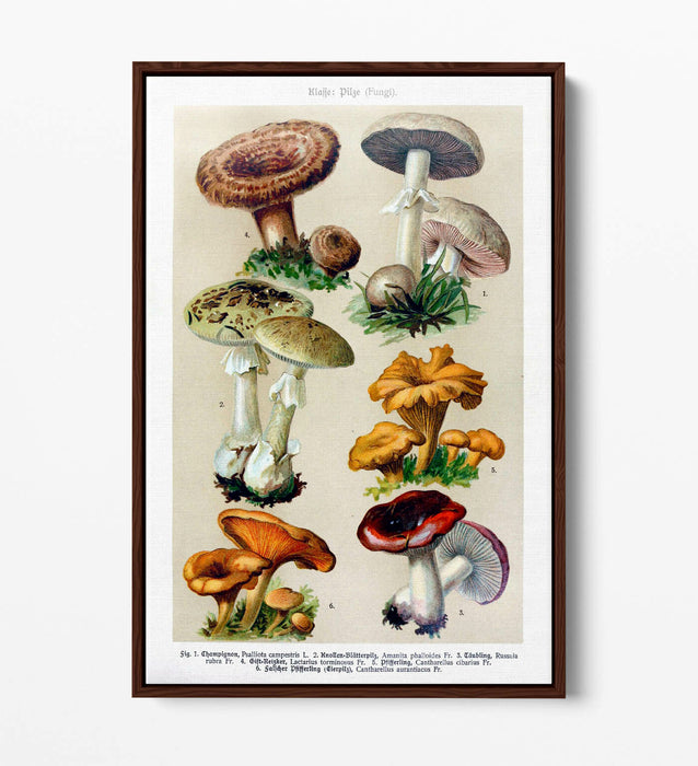 QUIRKY VINTAGE MUSHROOM ILLUSTRATIONS POSTER -FLOAT EFFECT CANVAS WALL ART PRINT