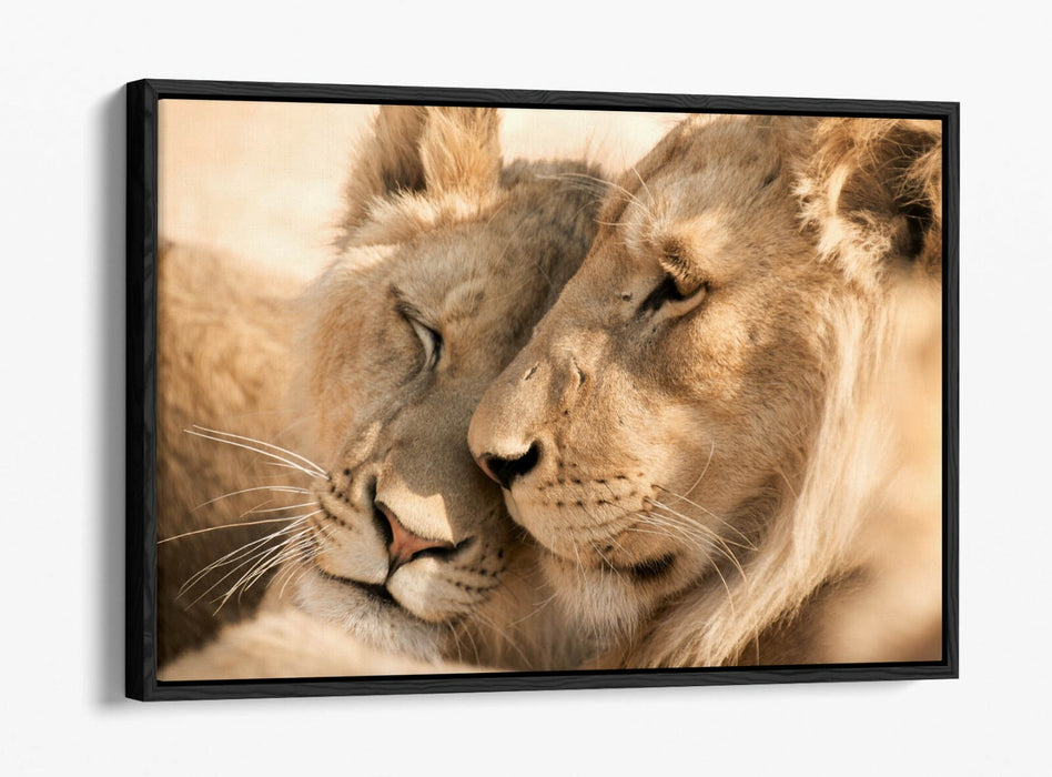LIONS IN LOVE, WILDLIFE PHOTOGRAPHY -FLOAT EFFECT CANVAS WALL ART PIC PRINT