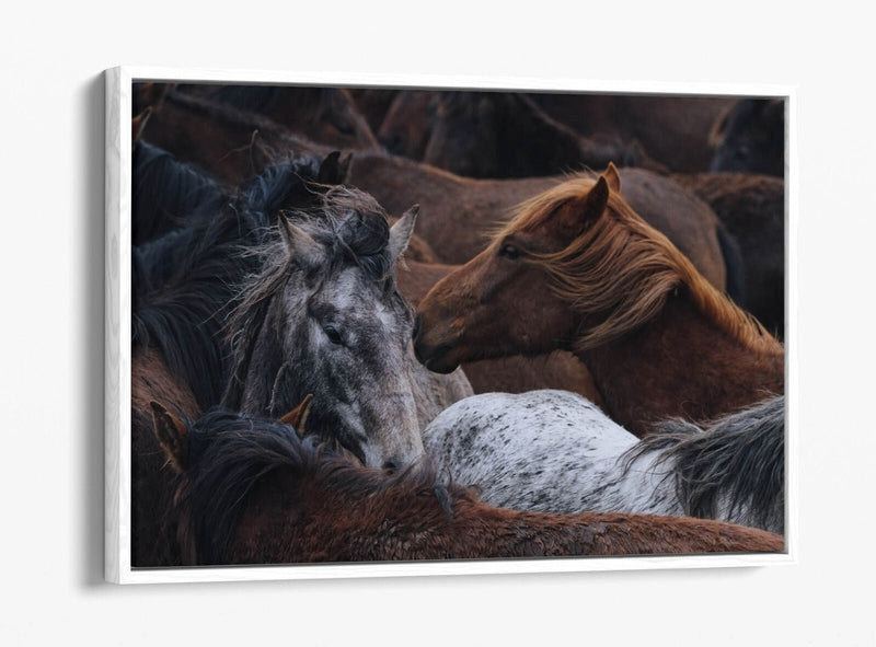 Horse Canvas Art - Float Effect Canvas Wall Art Print With Vibrant Color