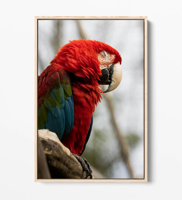 Parrot Canvas Wall Art – Float Effect Canvas Wall Decor With Vibrant Animal Print