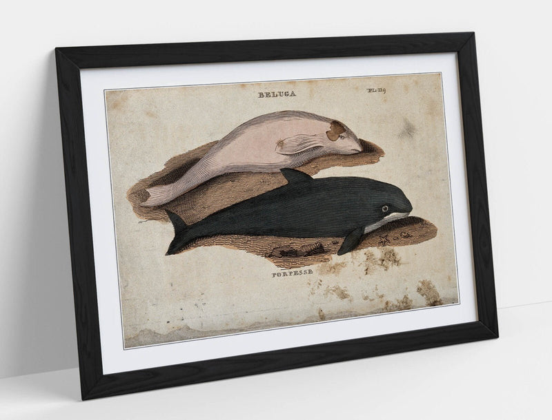 Beluga Whale Wall Art – Framed Art Print With Porpoise Home Decor Poster