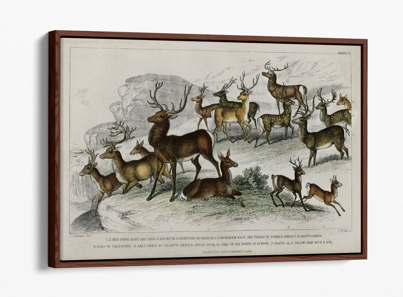 Canvas Wall Art – Handmade UK Deer Print with Float Effect & Premium Frame