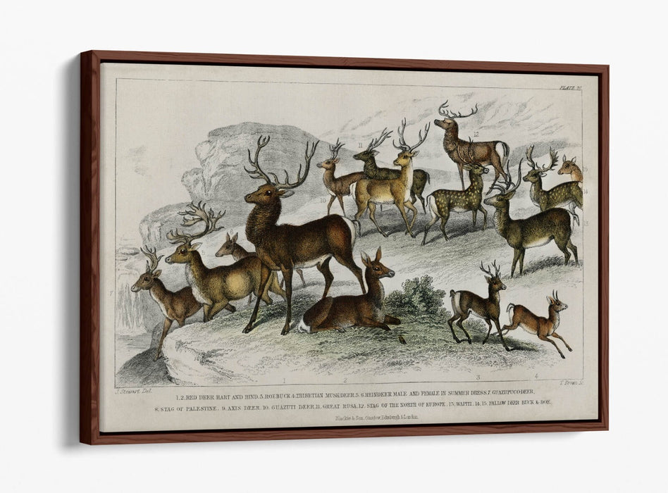 Canvas Wall Art – Handmade UK Deer Print with Float Effect & Premium Frame